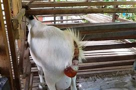 Kambing Melahirkan Kembar Belajar Bermain Dengan Anak 4